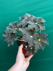 Begonia NOID 65 NEW