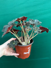 Begonia NOID 65 NEW