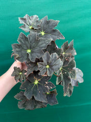 Begonia NOID 65 NEW