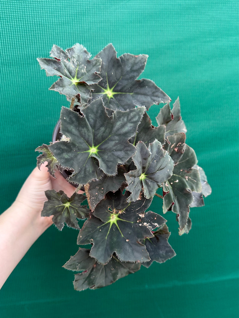 Begonia NOID 65 NEW