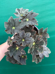 Begonia NOID 65 NEW