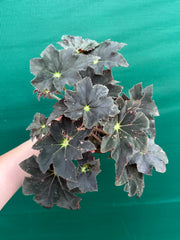Begonia NOID 65 NEW
