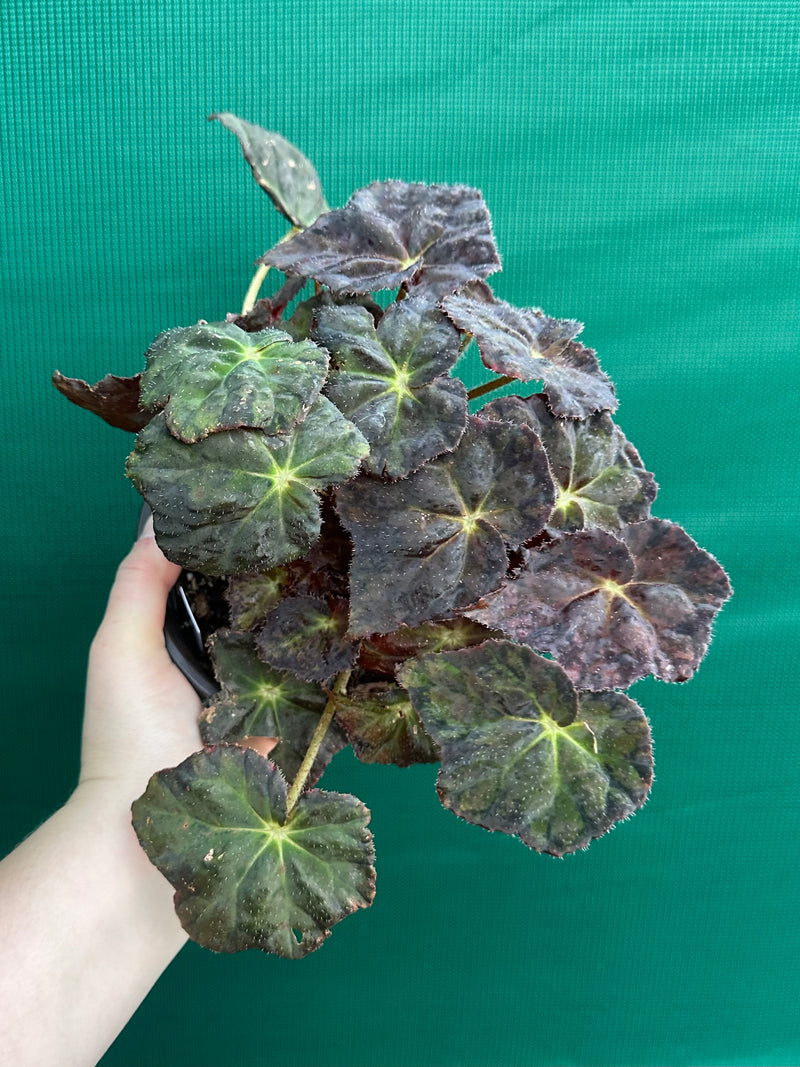 Begonia NOID 70