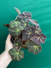 Begonia NOID 70