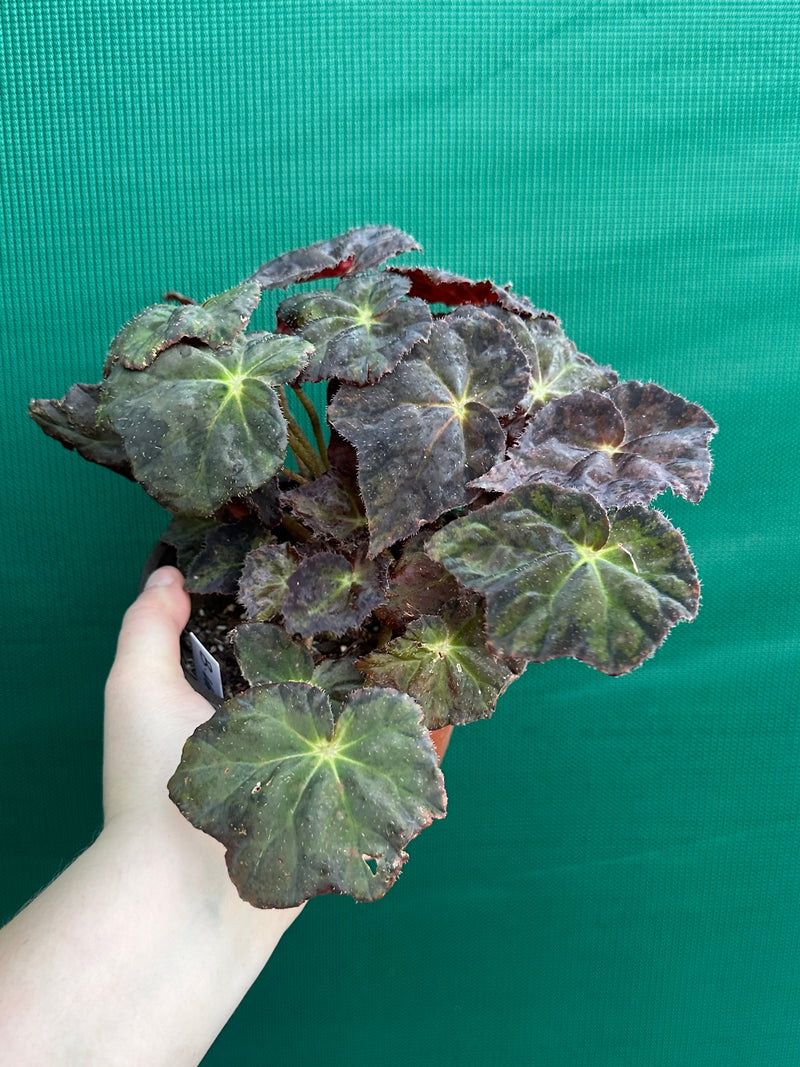 Begonia NOID 70