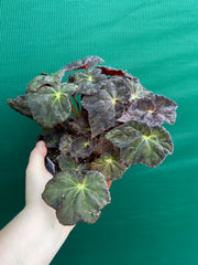 Begonia NOID 70