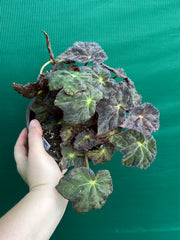 Begonia NOID 70