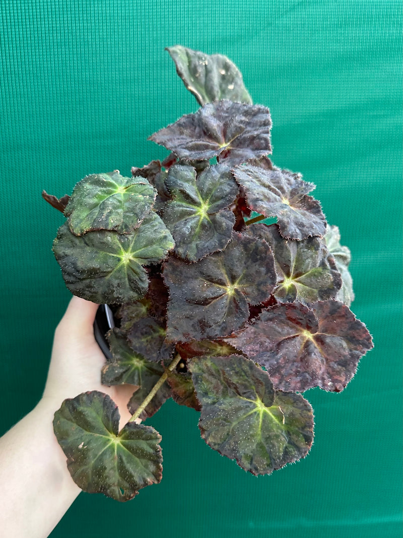Begonia NOID 70