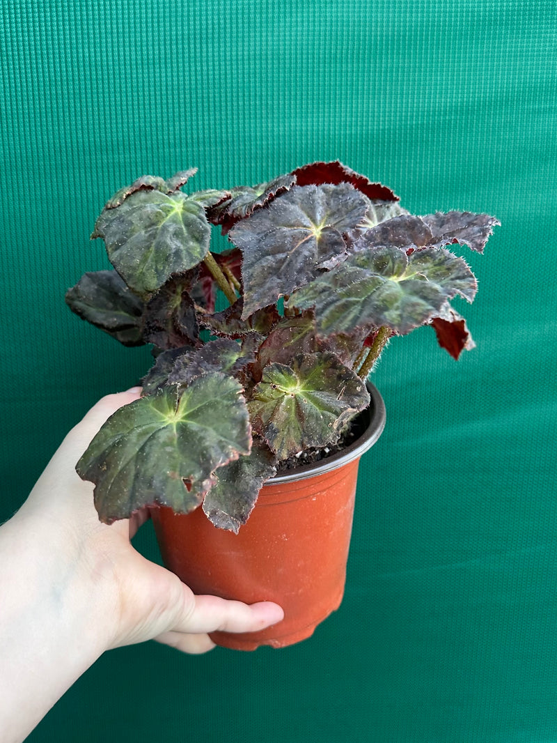 Begonia NOID 70