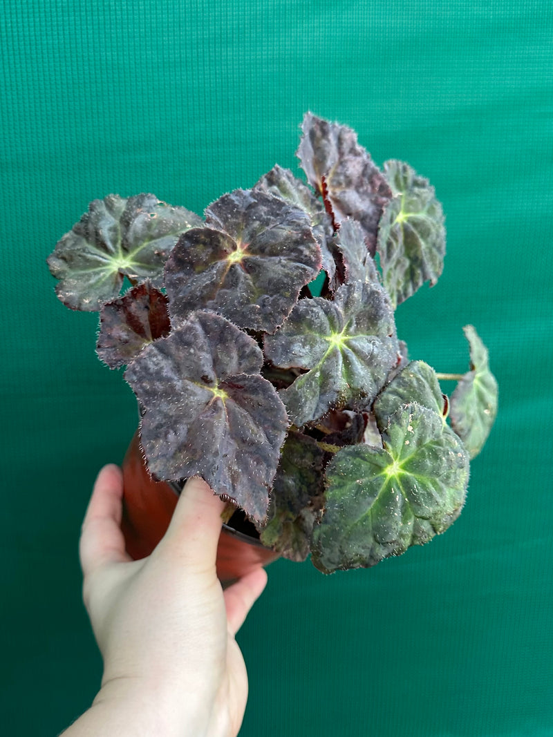Begonia NOID 70