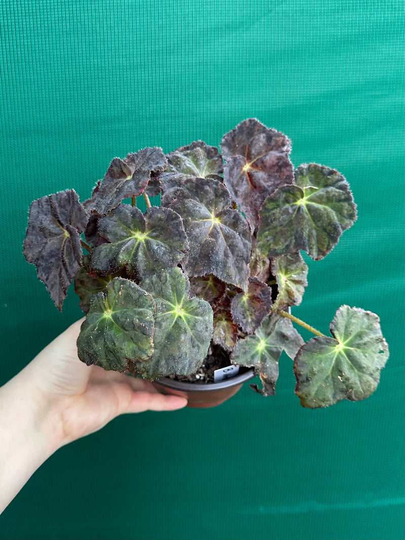 Begonia NOID 70