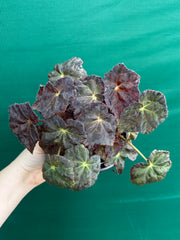 Begonia NOID 70