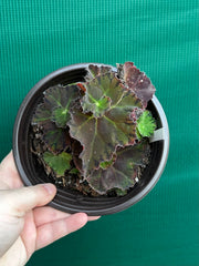 Begonia ‘Crimson Imperial’