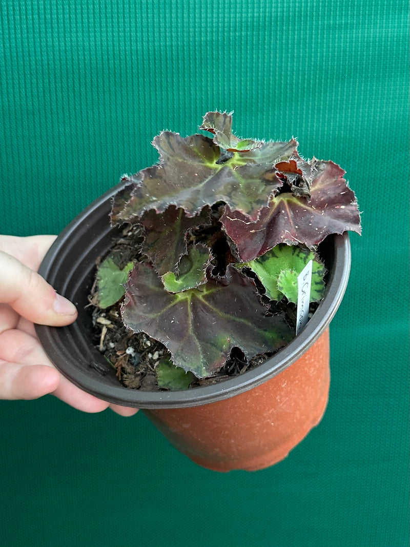 Begonia ‘Crimson Imperial’