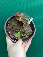 Begonia ‘Crimson Imperial’