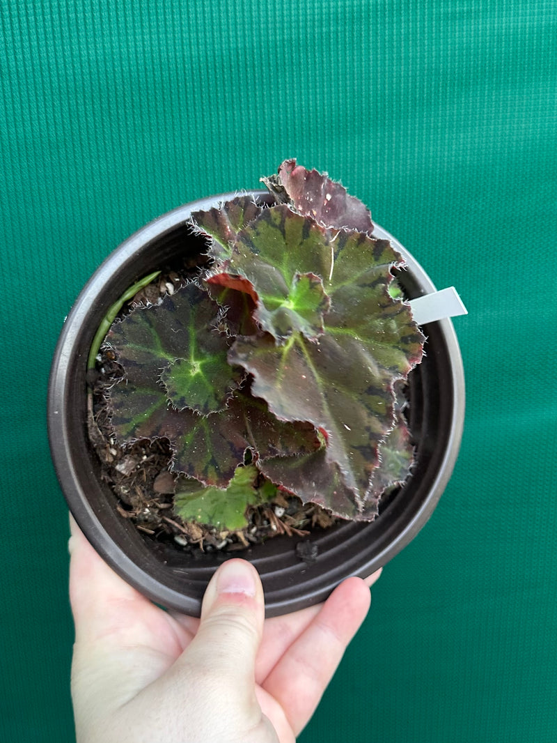 Begonia ‘Crimson Imperial’
