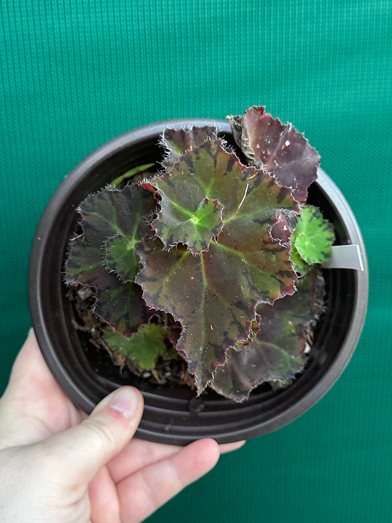 Begonia ‘Crimson Imperial’