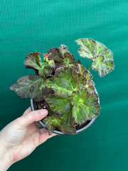 Begonia ‘Crimson Imperial’
