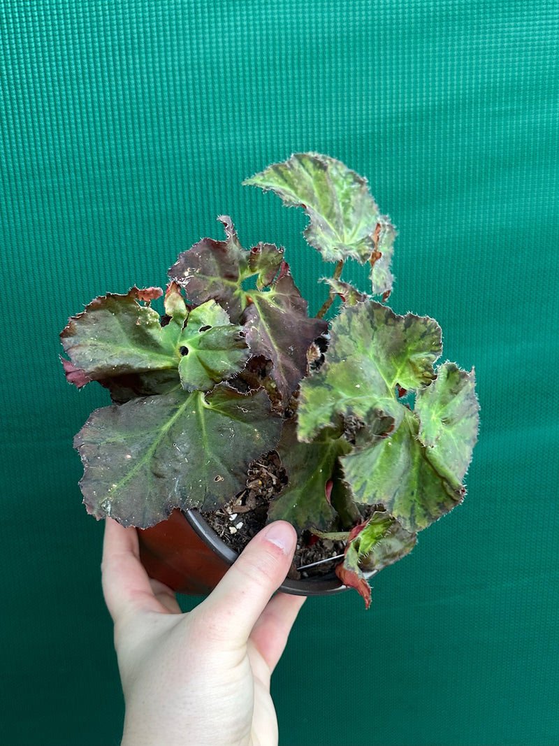 Begonia ‘Crimson Imperial’