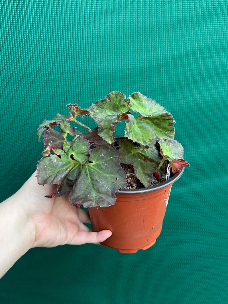 Begonia ‘Crimson Imperial’