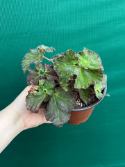 Begonia ‘Crimson Imperial’