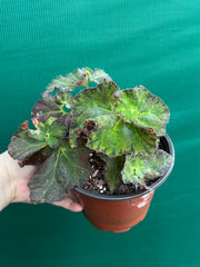 Begonia ‘Crimson Imperial’