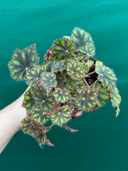 Begonia ‘Tiger Paws'