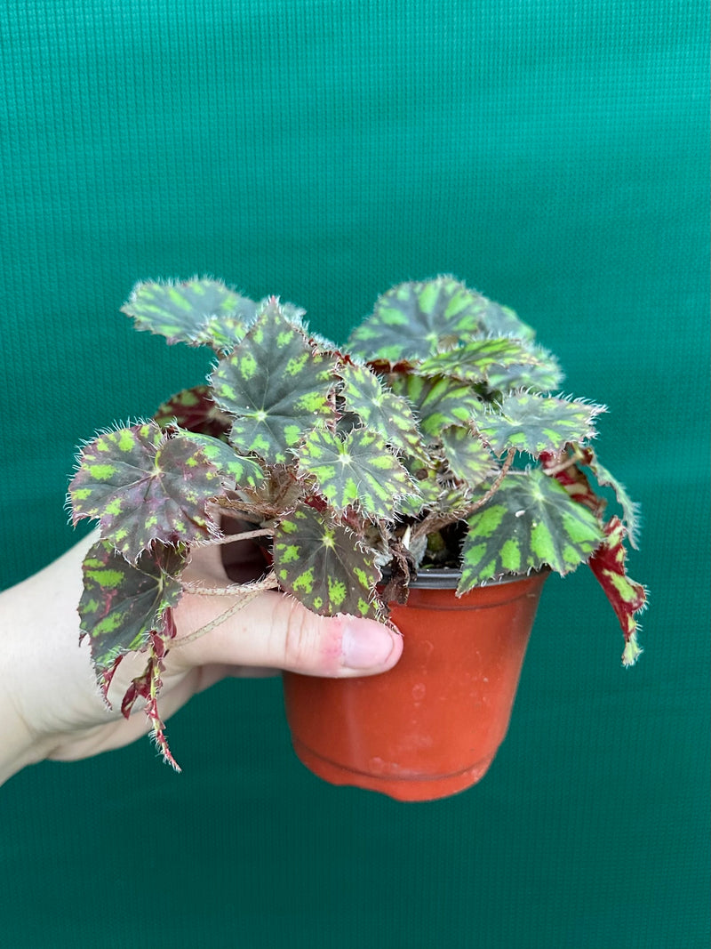 Begonia ‘Tiger Paws'