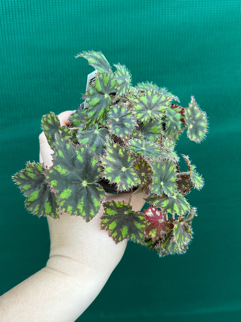 Begonia ‘Tiger Paws'