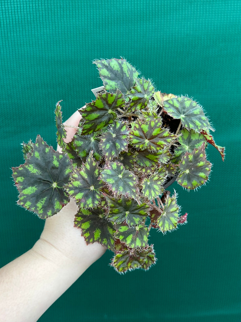 Begonia ‘Tiger Paws'