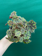 Begonia ‘Tiger Paws'