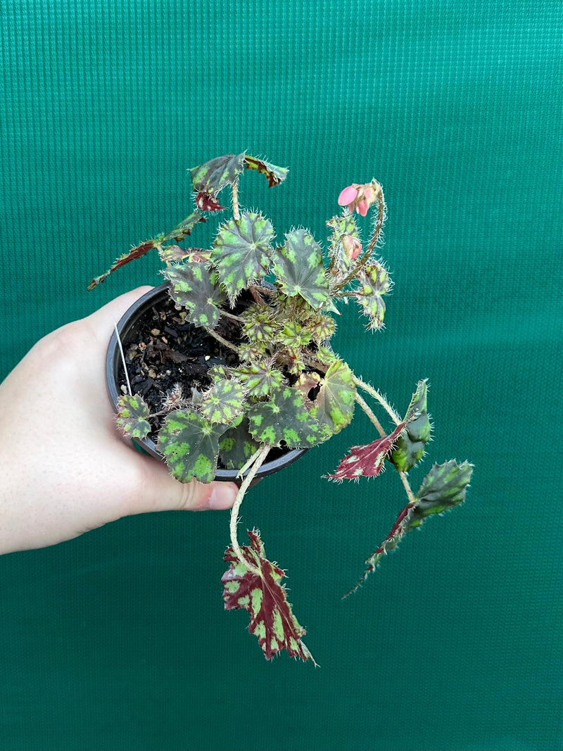 Begonia ‘Tiger Paws'