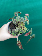 Begonia ‘Tiger Paws'