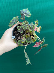 Begonia ‘Tiger Paws'