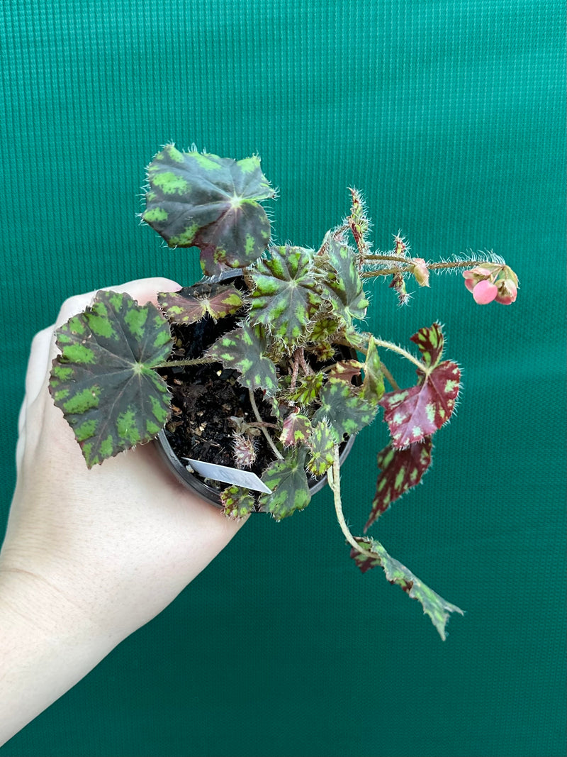 Begonia ‘Tiger Paws'