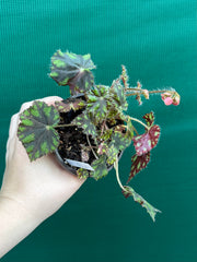Begonia ‘Tiger Paws'