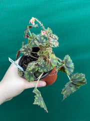 Begonia ‘Tiger Paws'