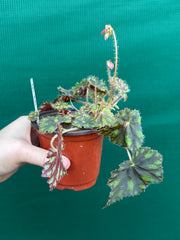 Begonia ‘Tiger Paws'