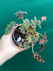 Begonia ‘Tiger Paws'