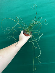 Albuca spiralis NEW