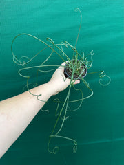Albuca spiralis NEW