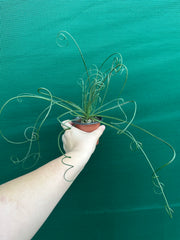 Albuca spiralis NEW