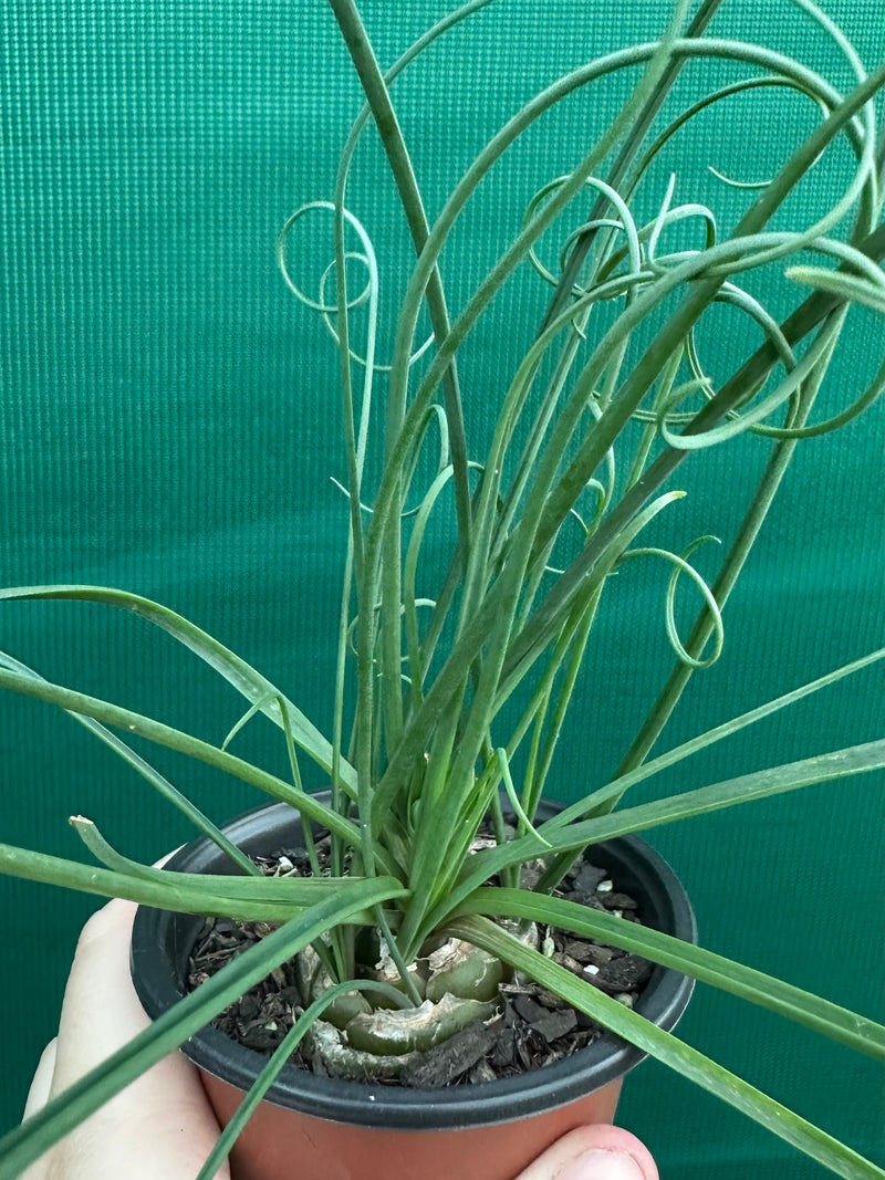 Albuca spiralis NEW