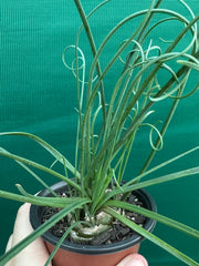 Albuca spiralis NEW