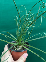 Albuca spiralis NEW