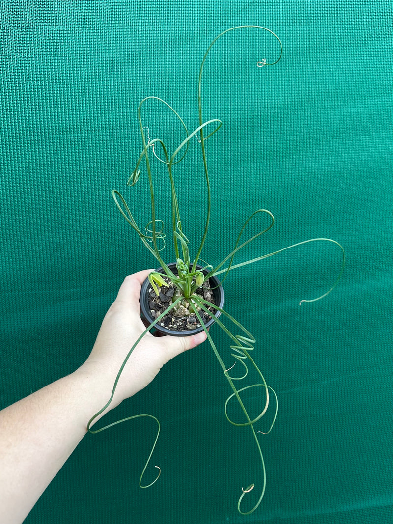 Albuca spiralis NEW