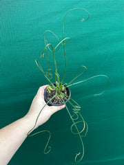Albuca spiralis NEW