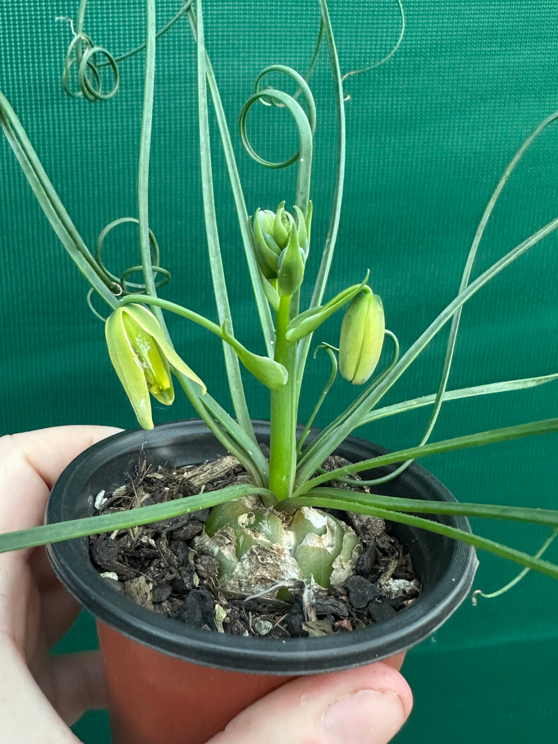 Albuca spiralis NEW