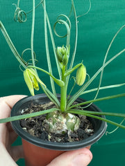 Albuca spiralis NEW