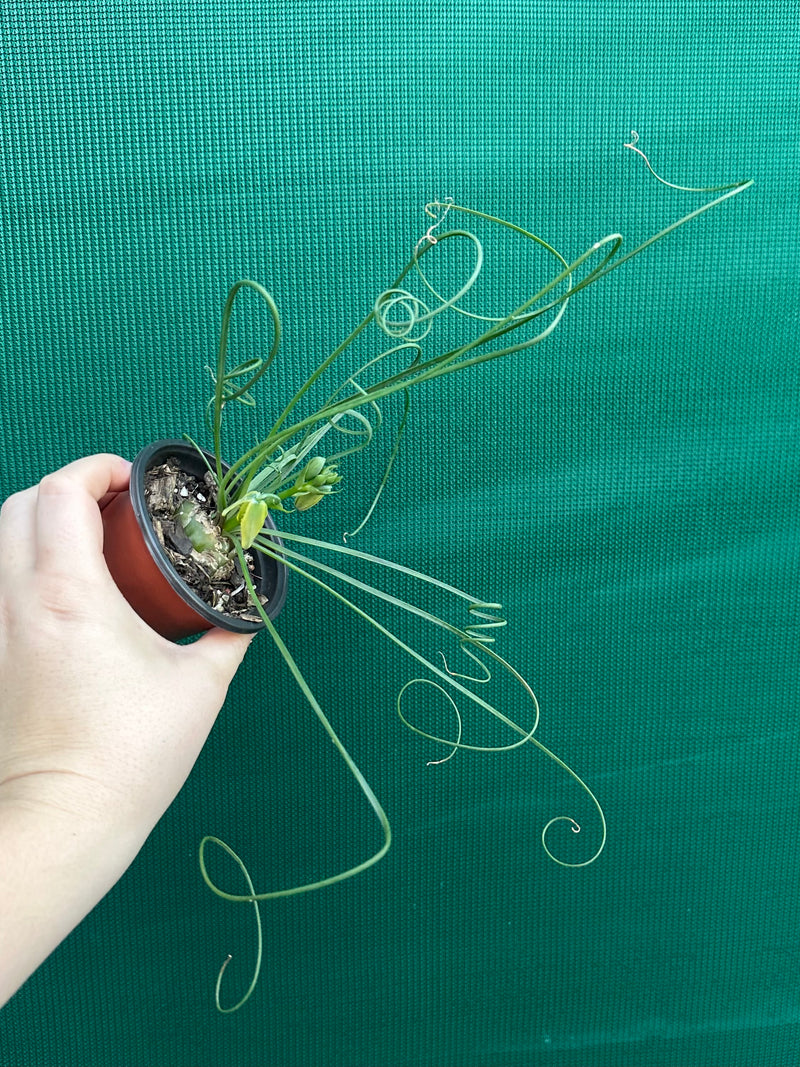 Albuca spiralis NEW